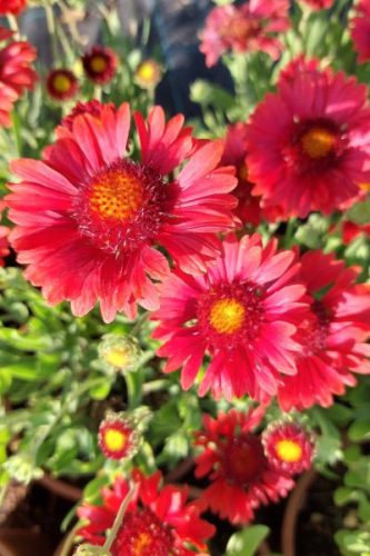 GAILLARDIA aristata 'Sunset Celebration' - Kokárdavirág