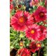 GAILLARDIA aristata 'Sunset Celebration' - Kokárdavirág