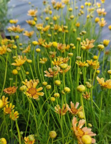 COREOPSIS verticillata 'Créme Caramel' - Keskenylevelű menyecskeszem