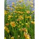 COREOPSIS verticillata 'Créme Caramel' - Keskenylevelű menyecskeszem