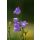 CAMPANULA persicifolia 'Blue' - baracklevelű harangvirág