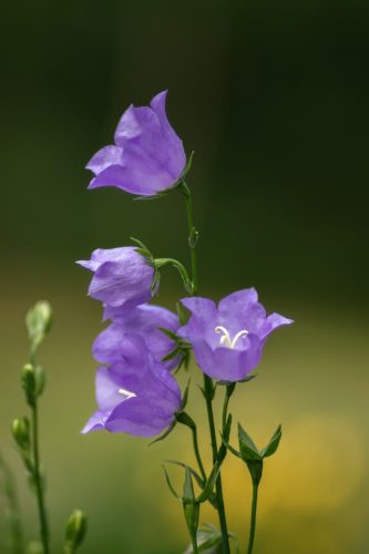 CAMPANULA persicifolia 'Blue' - baracklevelű harangvirág