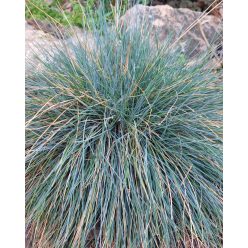 FESTUCA glauca 'Elijah Blue' - Kék deres csenkesz
