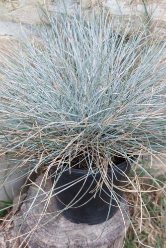 FESTUCA glauca 'Elijah Blue' - Kék deres csenkesz