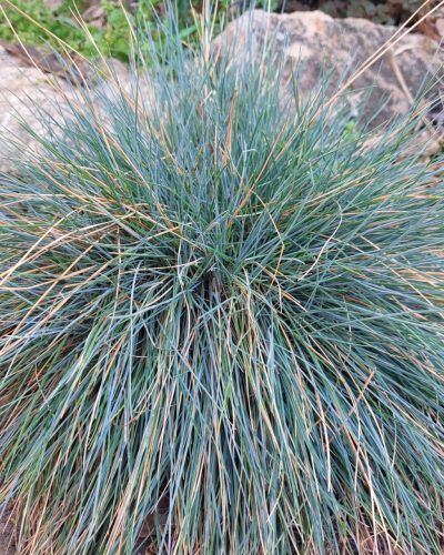 FESTUCA glauca 'Elijah Blue' - Kék deres csenkesz