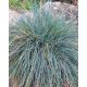 FESTUCA glauca 'Elijah Blue' - Kék deres csenkesz