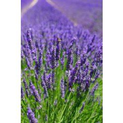 LAVANDULA x intermedia 'Phenomenal' – Levendula