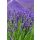 LAVANDULA x intermedia 'Phenomenal' – Levendula