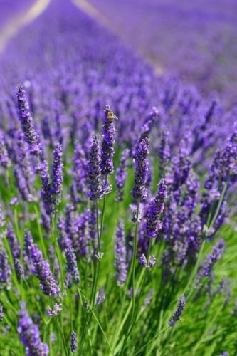 LAVANDULA x intermedia 'Phenomenal' – Levendula