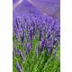 LAVANDULA x intermedia 'Phenomenal' – Levendula