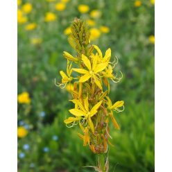 ASPHODELINE lutea - Sárga virágoszlop