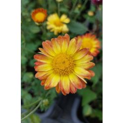   CHRYSANTHEMUM × indicum 'Dernier Soleil' - Kerti margitvirág