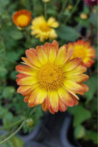 CHRYSANTHEMUM × indicum 'Dernier Soleil' - Kerti margitvirág