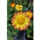 CHRYSANTHEMUM × indicum 'Dernier Soleil' - Kerti margitvirág