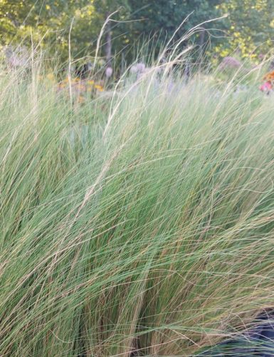 NASSELLA (syn. Stipa) tenuissima 'Pony Tails' - Mexikói árvalányhaj