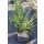 MOLINIA careulea 'Moorhexe' - Nyugati kékperje
