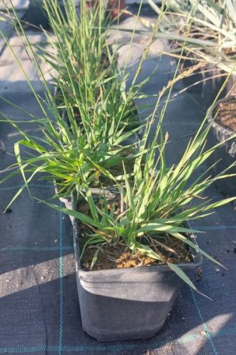 MOLINIA careulea 'Moorhexe' - Nyugati kékperje