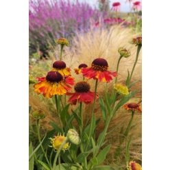 HELENIUM 