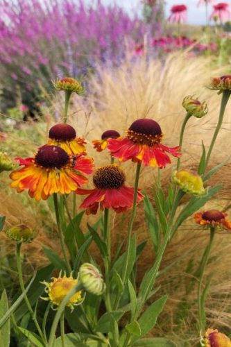HELENIUM 
