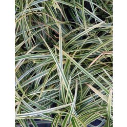 CAREX morrowii 'Goldband' - tarka sás