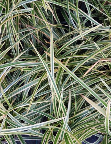 CAREX morrowii 'Goldband' - tarka sás