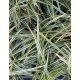 CAREX morrowii 'Goldband' - tarka sás