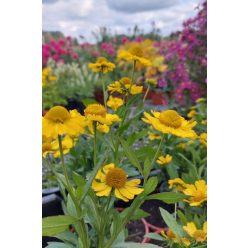 HELENIUM 'Kanaria' - Napfényvirág