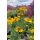 HELENIUM 'Kanaria' - Napfényvirág