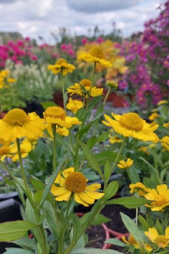 HELENIUM 'Kanaria' - Napfényvirág