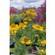 HELENIUM 'Kanaria' - Napfényvirág