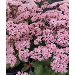 SEDUM  (Hylotelephium) ‘Matrona’ – Varjúháj