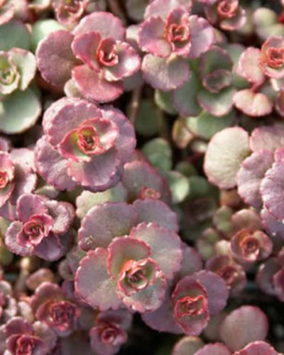 SEDUM spurium 'Voodoo' - Kaukázusi varjúháj