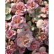 SEDUM spurium 'Voodoo' - Kaukázusi varjúháj