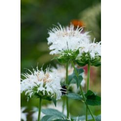 MONARDA dydima 'Bee Bright' - Méhbalzsam