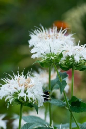 MONARDA dydima 'Bee Bright' - Méhbalzsam
