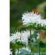 MONARDA dydima 'Bee Bright' - Méhbalzsam