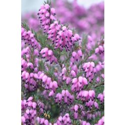 ERICA carnea 'Praecox Rubra' - Alpesi hanga