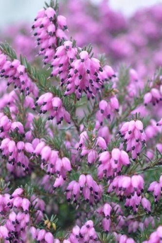 ERICA carnea 'Praecox Rubra' - Alpesi hanga
