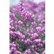 ERICA carnea 'Praecox Rubra' - Alpesi hanga