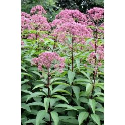 EUPATORIUM maculatum ‘Atropurpureum’ - Sédkender