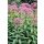 EUPATORIUM maculatum ‘Atropurpureum’ - Sédkender