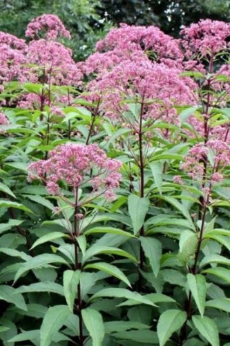 EUPATORIUM maculatum ‘Atropurpureum’ - Sédkender