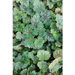 HEUCHERA americana 'Marvelous Marble' - Tűzeső