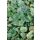 HEUCHERA americana 'Marvelous Marble' - Tűzeső