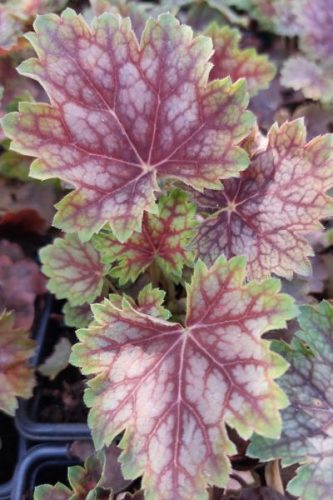 HEUCHERA americana 'Marvelous Marble' - Tűzeső