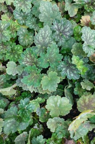 HEUCHERA americana 'Marvelous Marble' - Tűzeső