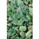 HEUCHERA americana 'Marvelous Marble' - Tűzeső