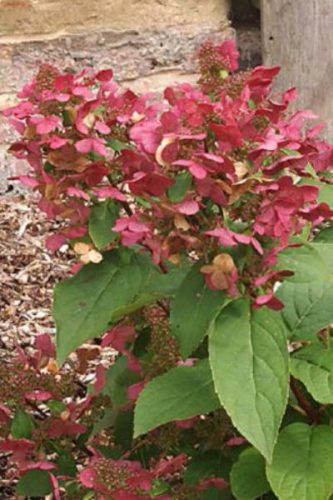 HYDRANGEA paniculata 'Magical Fire' - Bugás hortenzia