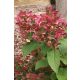 HYDRANGEA paniculata 'Magical Fire' - Bugás hortenzia