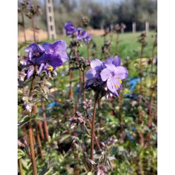 POLEMONIUM yezoense 'Purple Rain' - Csatavirág